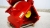 rt-630-tyl.jpg